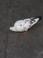 Columba livia domestica