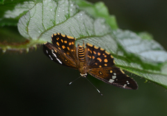 Celaenorrhinus ratna