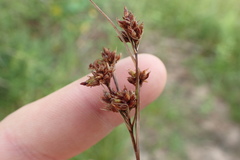 Rhynchospora globularis