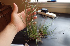 Rhynchospora harveyi