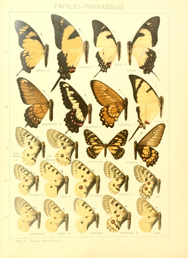 Eurytides iphitas