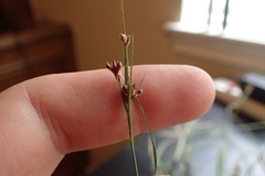 Rhynchospora harveyi