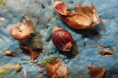 Rhynchospora harveyi