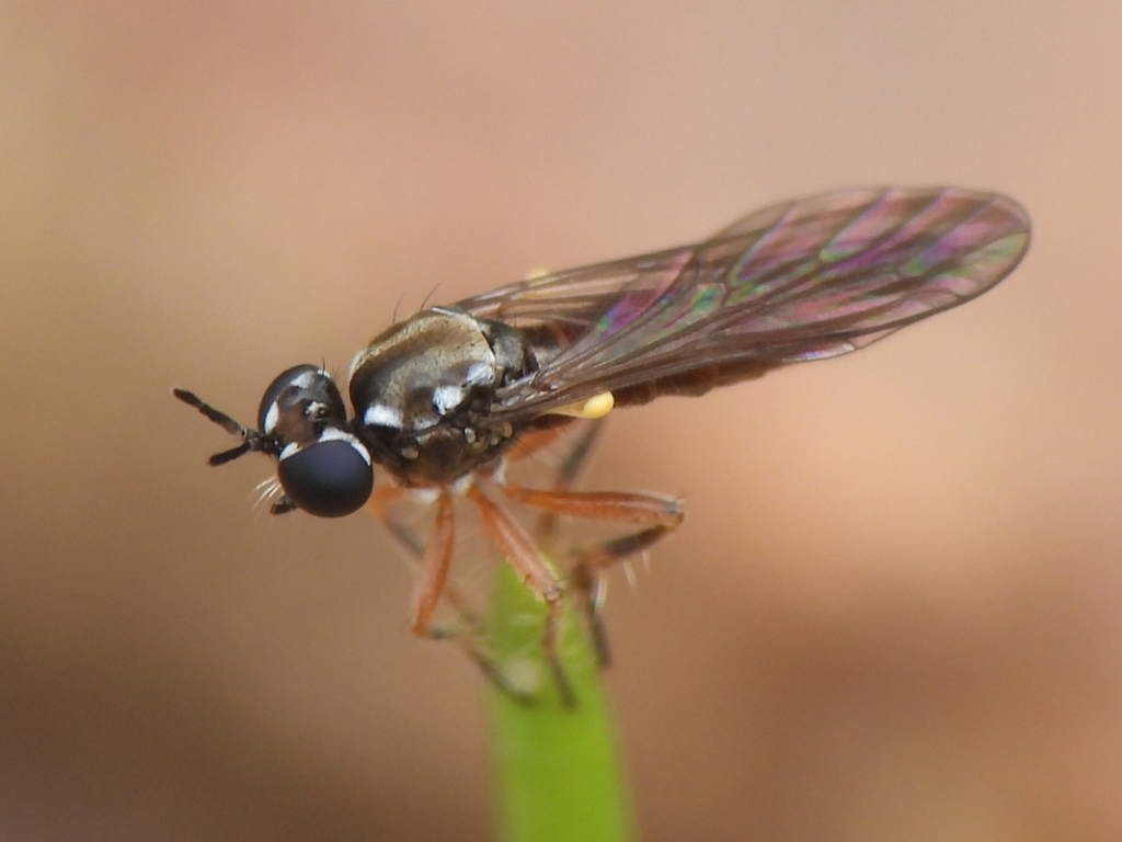 Texas micropirate