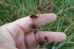 Rhynchospora glomerata