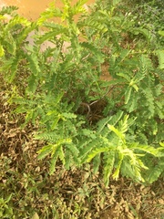 Senna auriculata