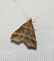 Phalaenophana pyramusalis