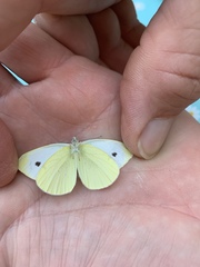 Pieris rapae