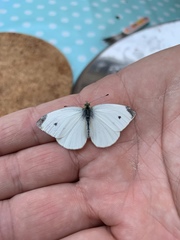 Pieris rapae