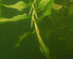 Potamogeton praelongus