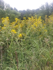 Silphium perfoliatum