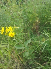 Silphium perfoliatum