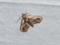 Paectes oculatrix