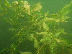 Potamogeton praelongus
