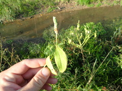 Sphenoclea zeylanica