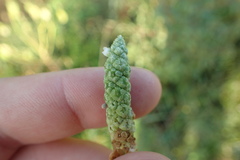 Sphenoclea zeylanica