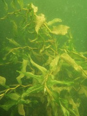 Potamogeton praelongus