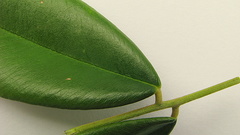 Machaerium condensatum