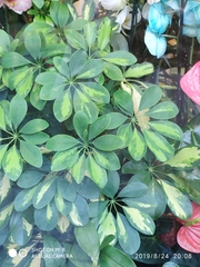 Heptapleurum arboricola