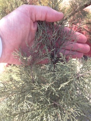 Tamarix aphylla