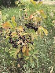 Prunus virginiana