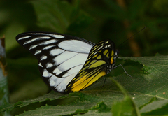 Prioneris thestylis