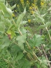 Silphium perfoliatum