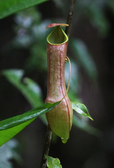 Nepenthes distillatoria