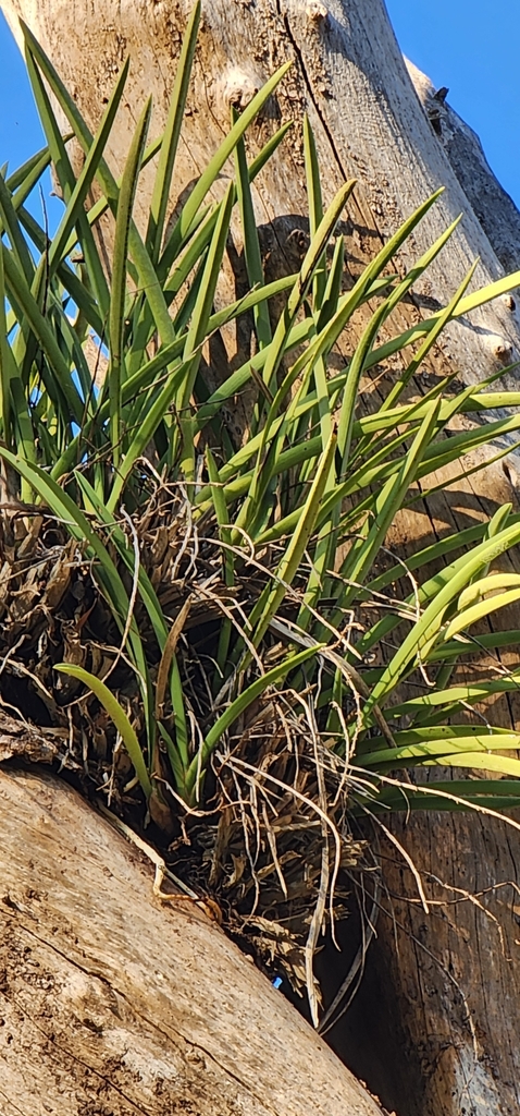 Cymbidium canaliculatum