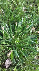 Plantago lanceolata