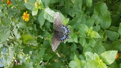 Papilio polyxenes