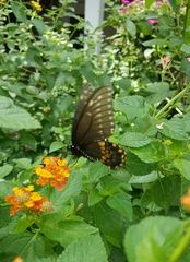 Papilio polyxenes