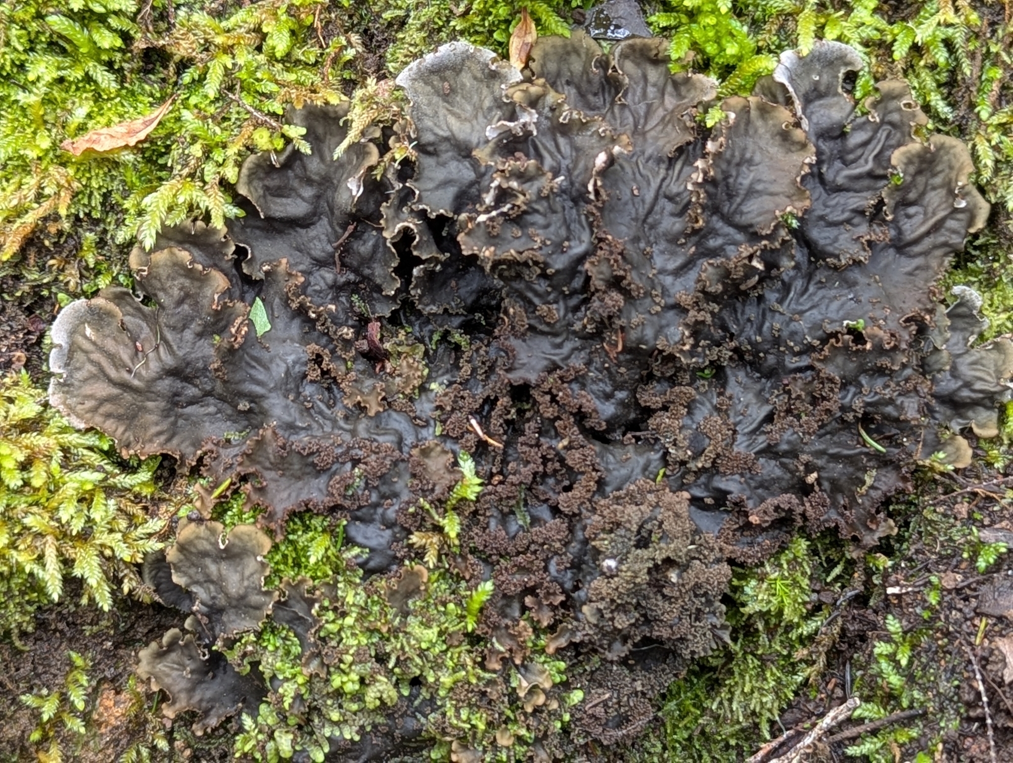 Peltigera praetextata
