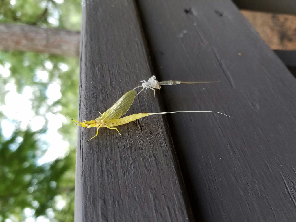 Giant Mayfly in September 2016 by wes_please. Molted right in front of ...