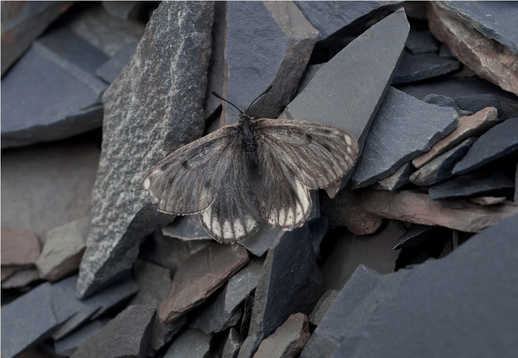 Siberian Apollo (Parnassius arcticus) · iNaturalist