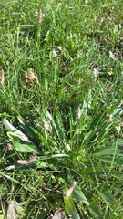 Plantago lanceolata