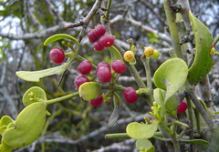 Viscum cruciatum