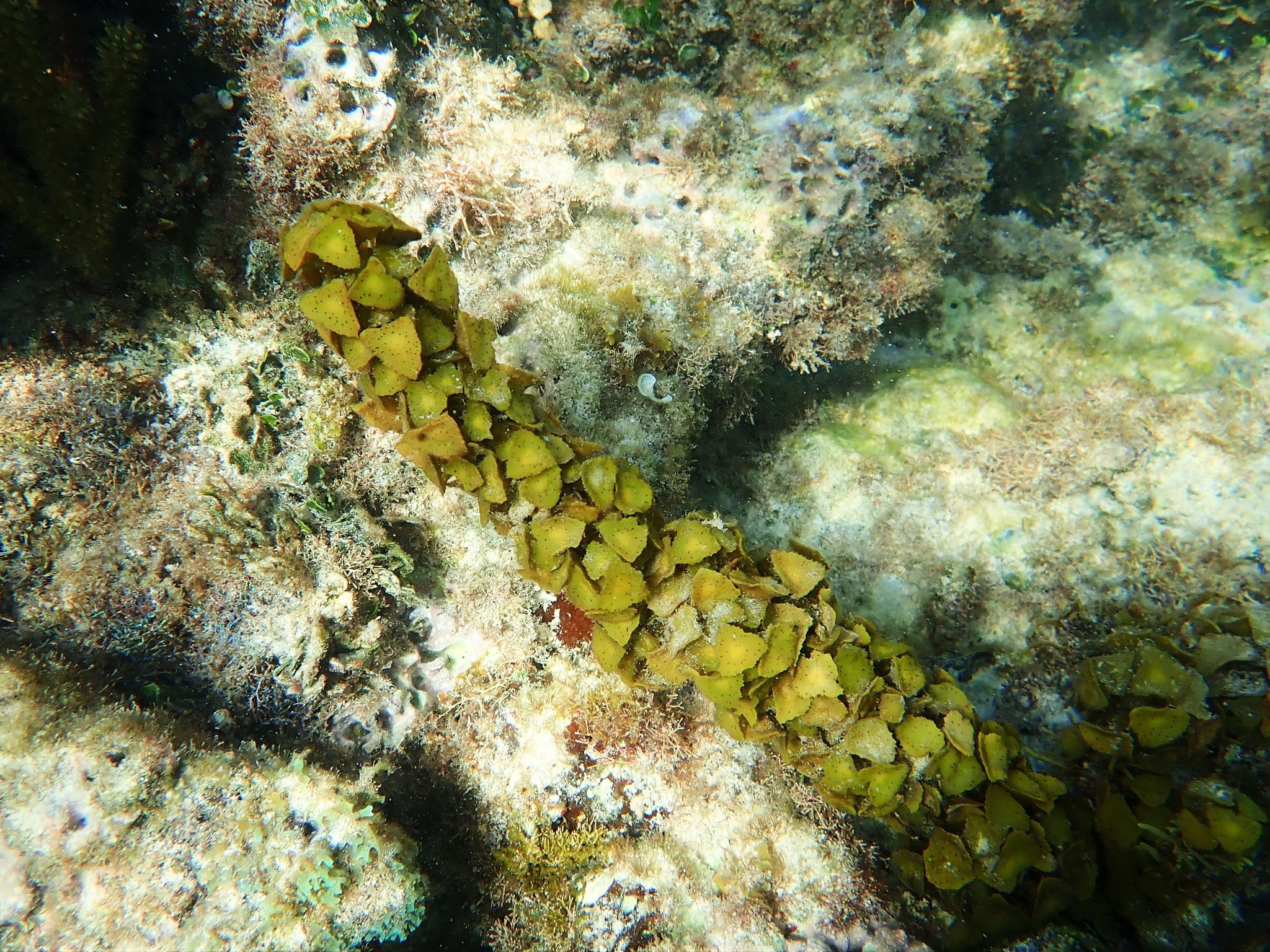 Turbinaria turbinata (L.) Kuntze