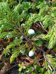 Juniperus communis megistocarpa