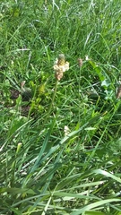 Plantago lanceolata
