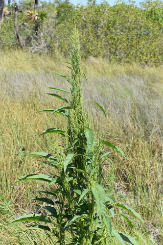 Amaranthus australis, photograph 2