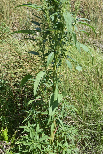 Amaranthus australis, photograph 3
