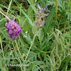 Astragalus davuricus