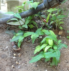 Commelina erecta