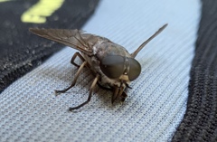 Tabanus novaescotiae