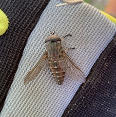 Tabanus novaescotiae