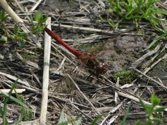 Sympetrum vulgatum