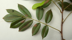 Machaerium condensatum