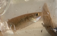 Fundulus heteroclitus