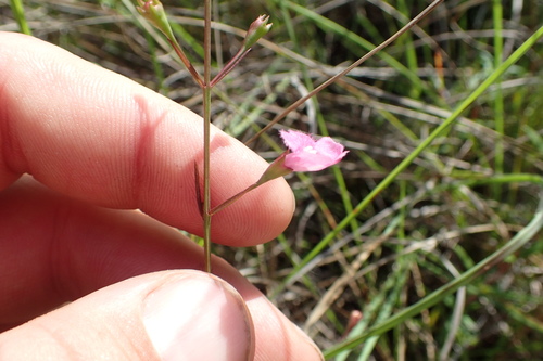 green false foxglove (Agalinis viridis)